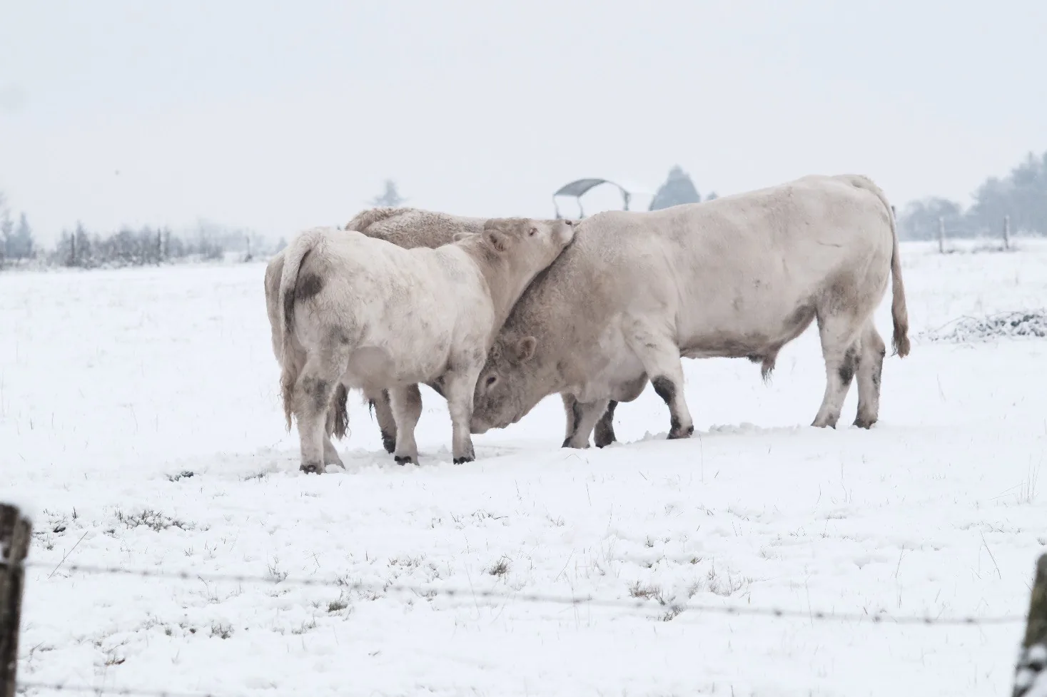 Taureaux des Bohin dans la neige — 1