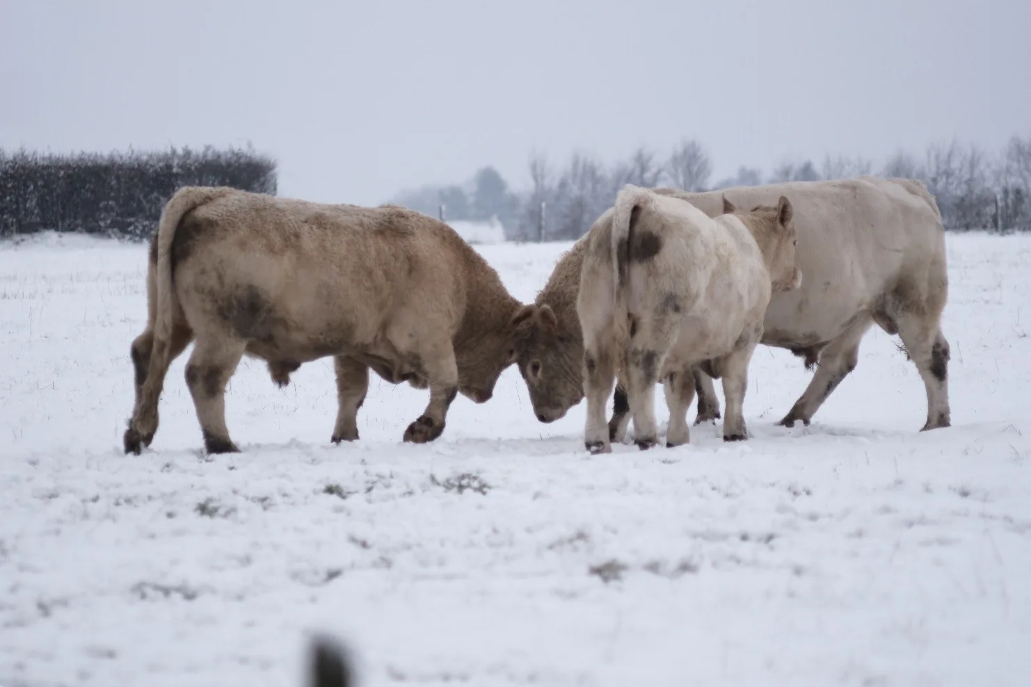 Taureaux des Bohin dans la neige — 2