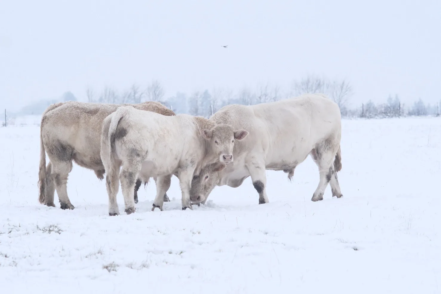 Taureaux des Bohin dans la neige — 3